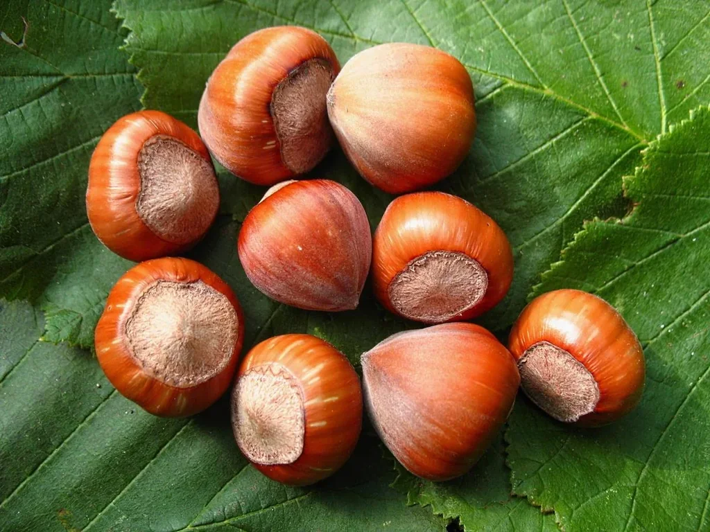 Hazelnut "Hallesche Riesen", 7.5L container