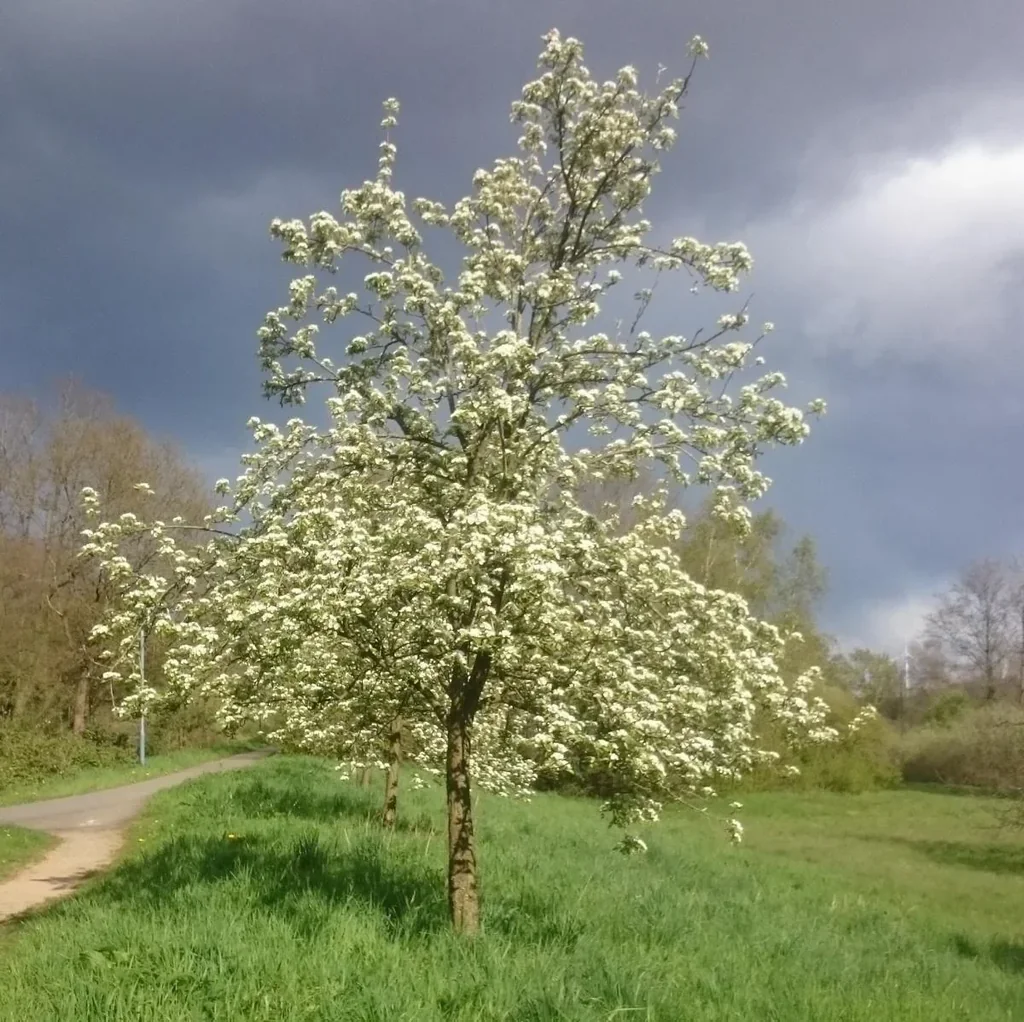 "Bee Tree", in a 3.5L container