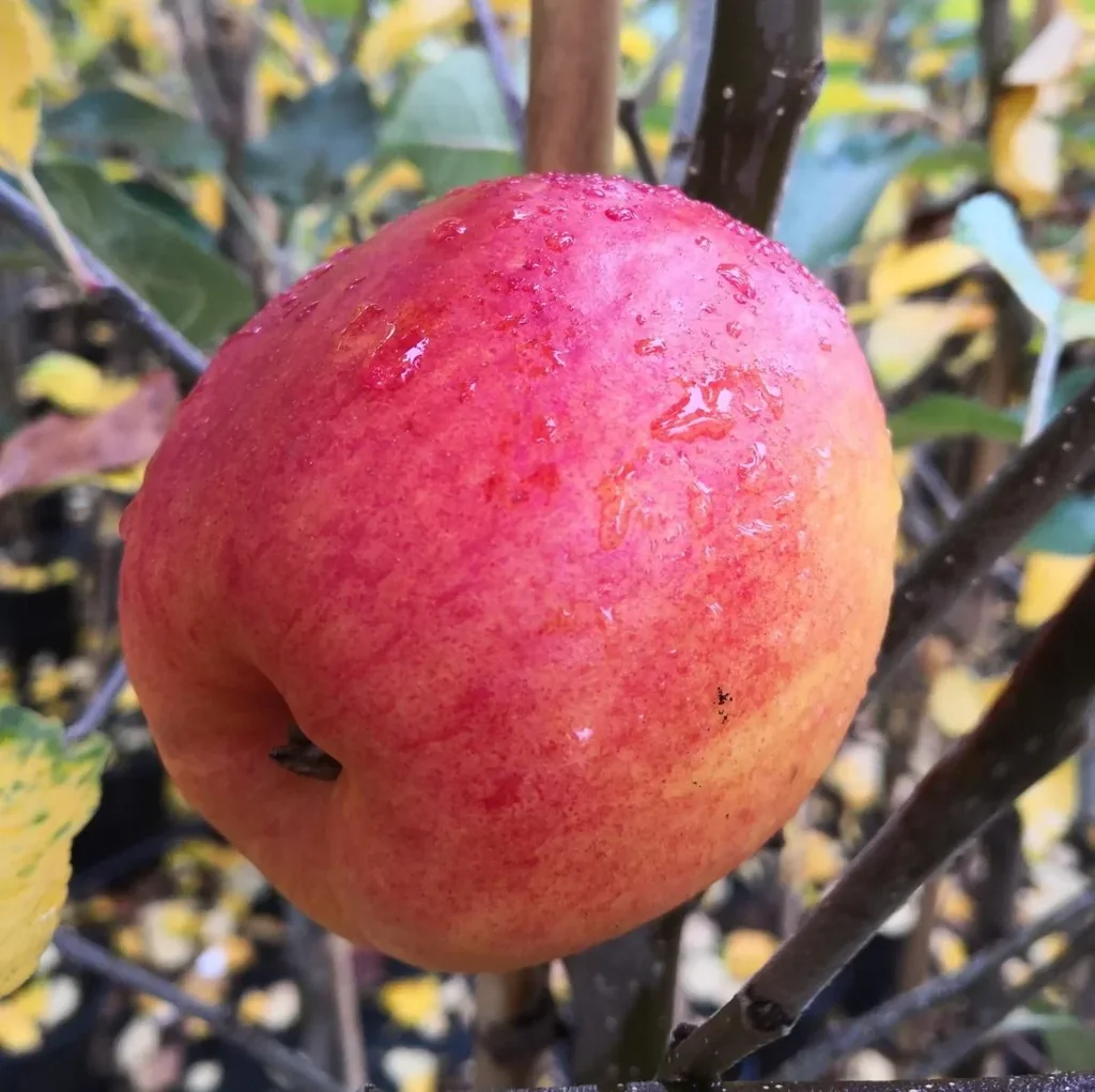 Apple "Rebella" half-standard, in a 10L container