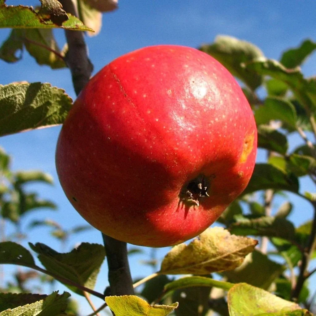 Apple "Pilot" bush, in a 10L container