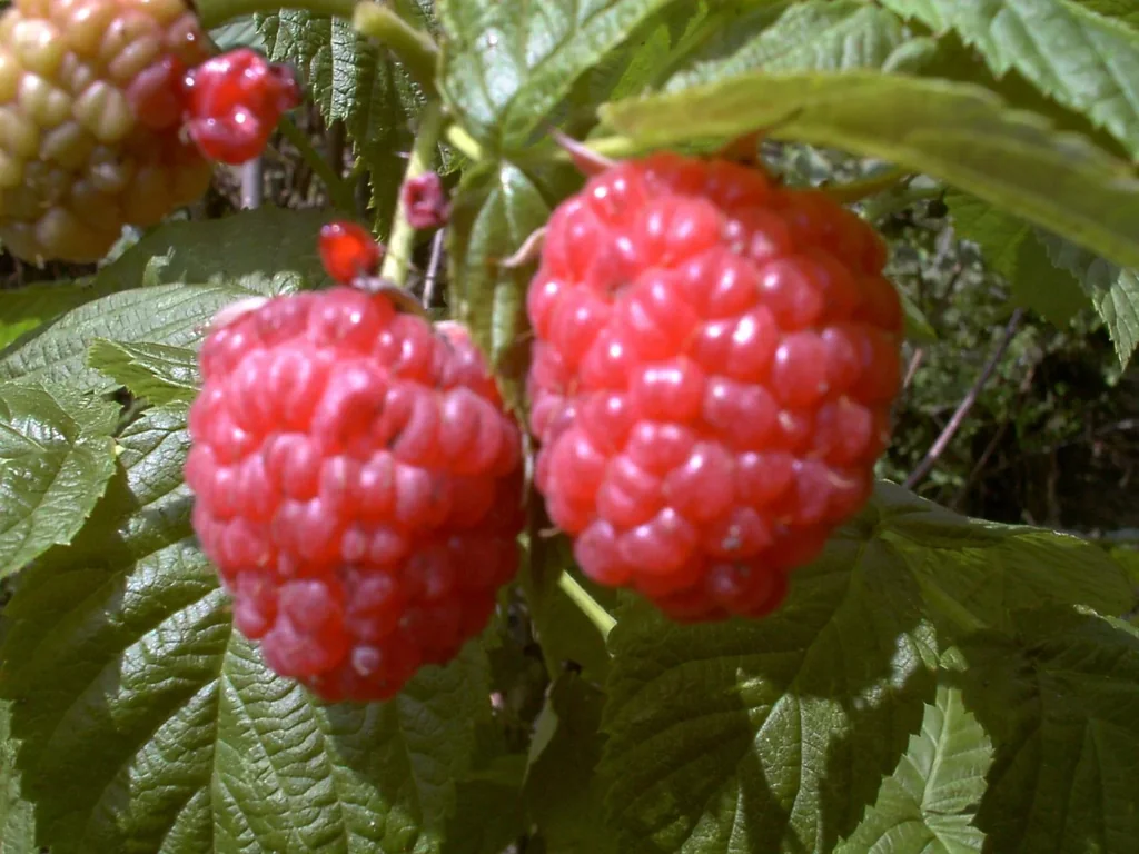 Raspberry "Autumn Bliss", 5L container