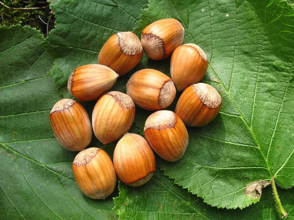 Hazelnut "Webbs Prize Nut", 7.5L container