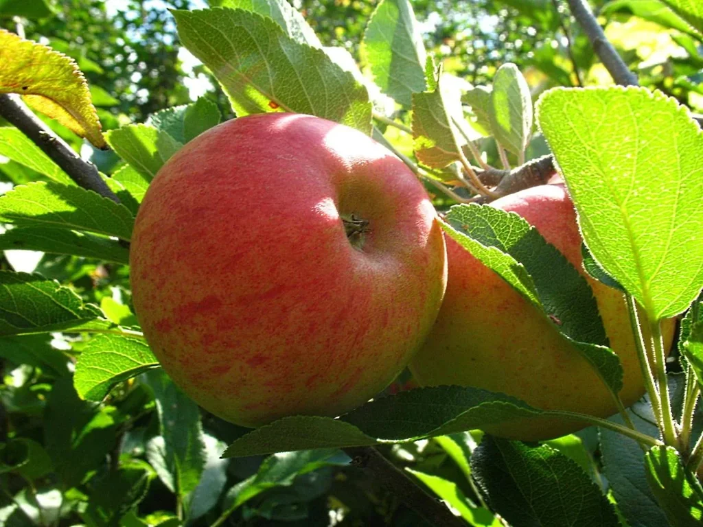 Apfel "Elstar" Busch, im 10L-Container
