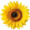Image Graines De Tournesol Oiseaux