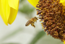 Image Protection Contre Les Insectes