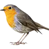 Image Oiseau
