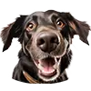 Image Chien