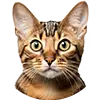 Image Chat