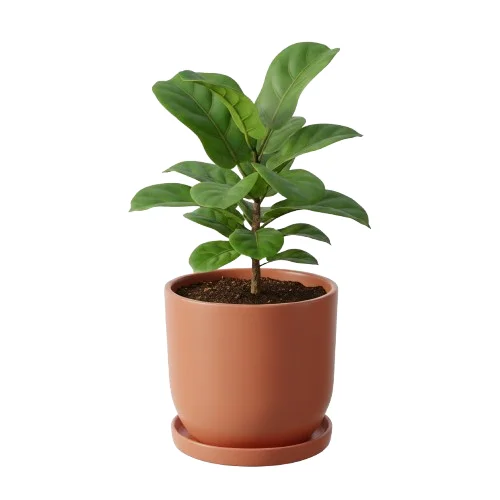 Image Plant