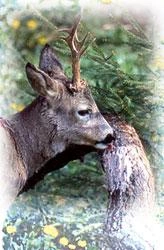 Image Feeders, Attractants