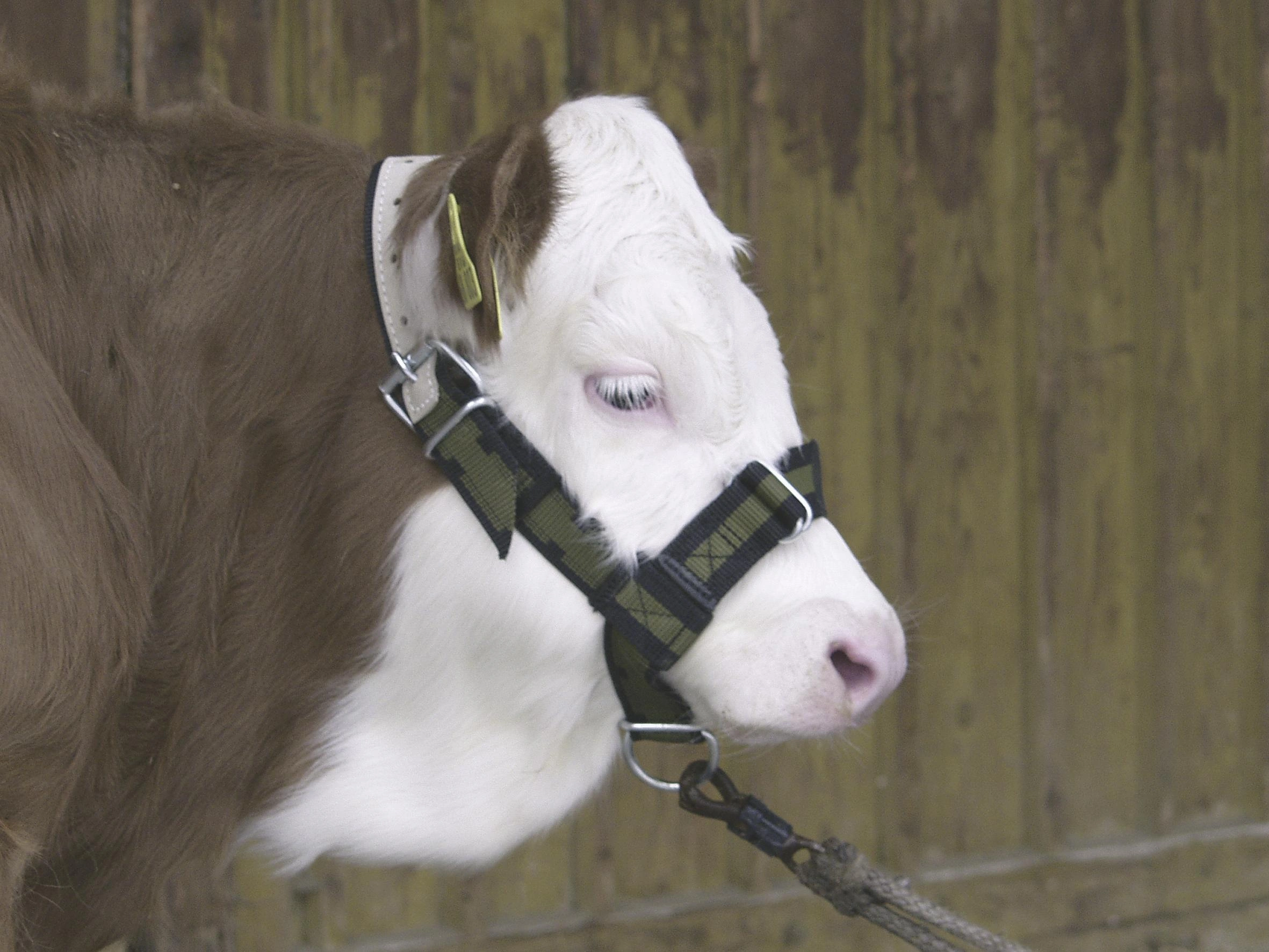 Image Calf Rearing