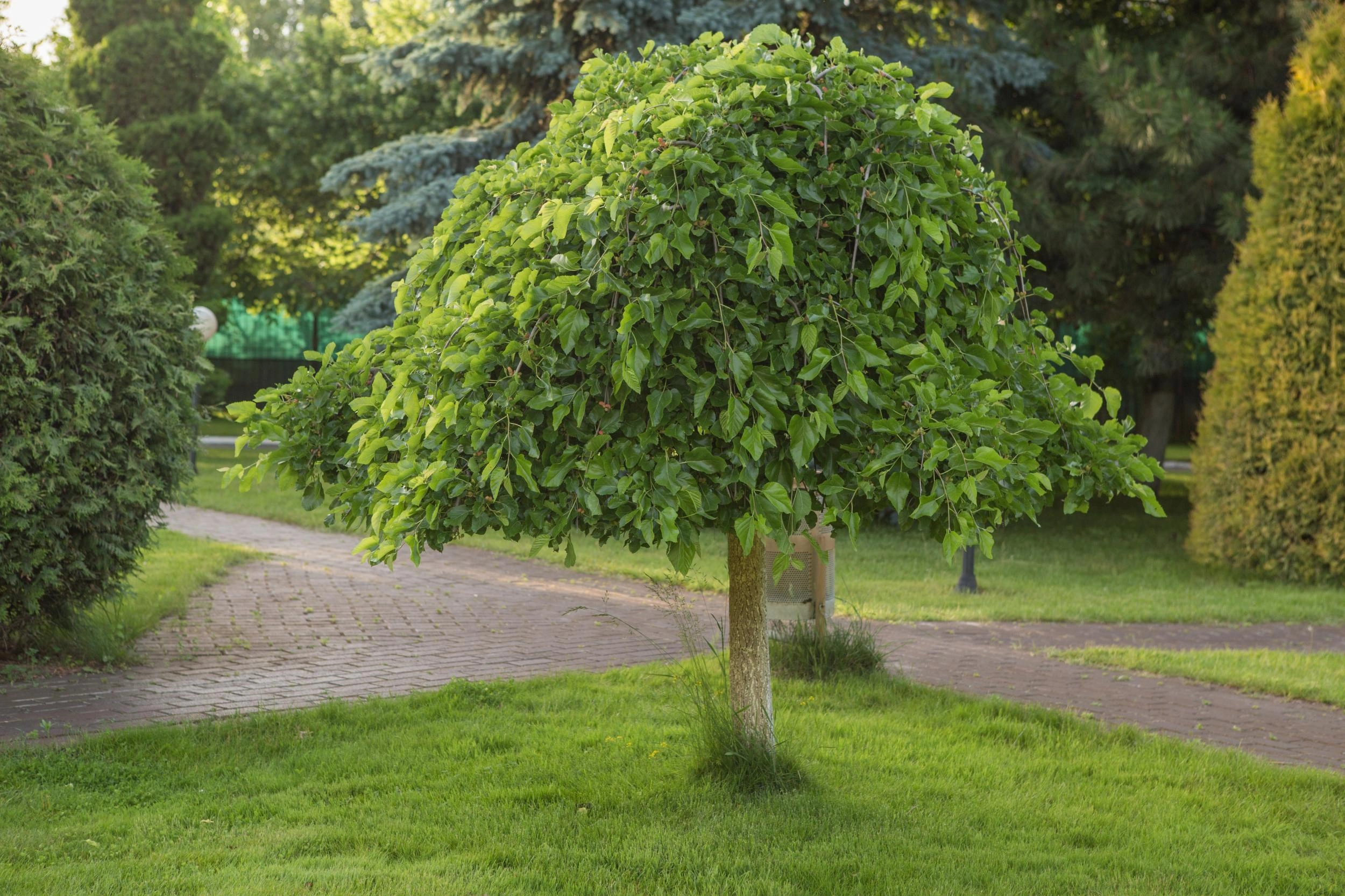 Image Fruit Trees
