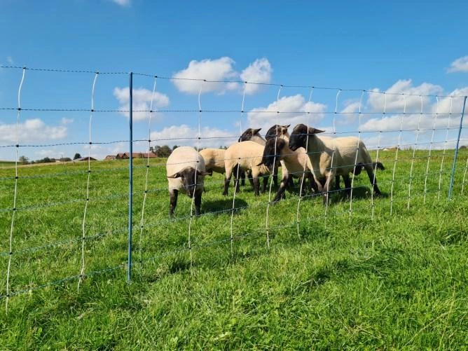 Image Filets à moutons, claies Steckfix