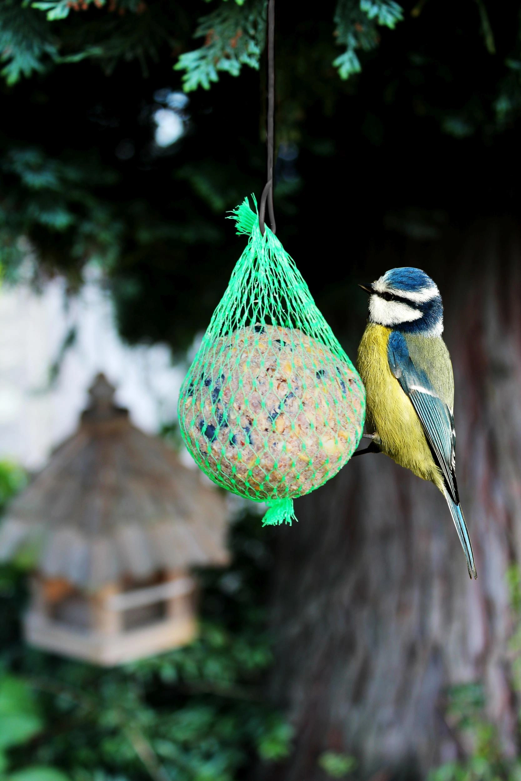 Image Bird Food, Wildlife Food