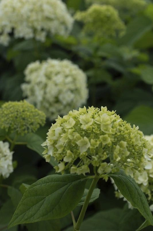 Image Ornamental Shrubs