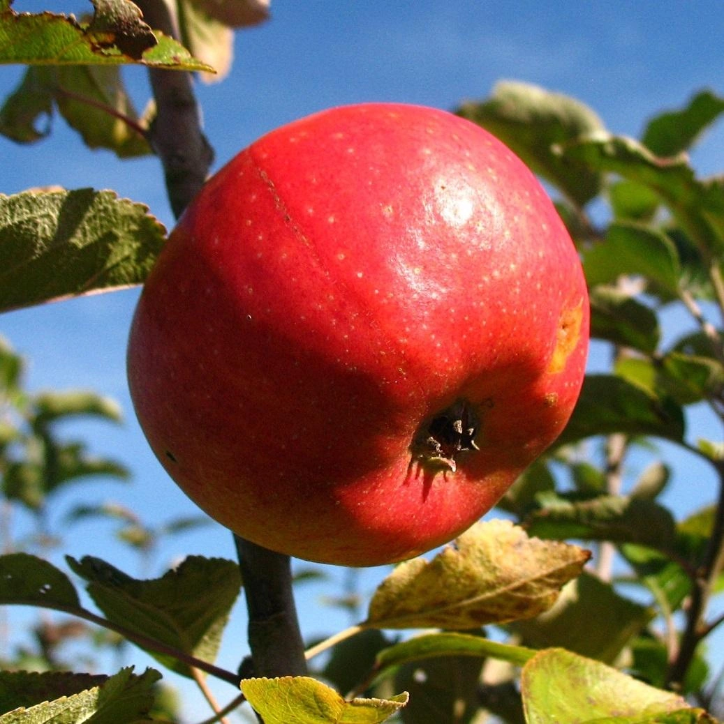 Image Apple Trees