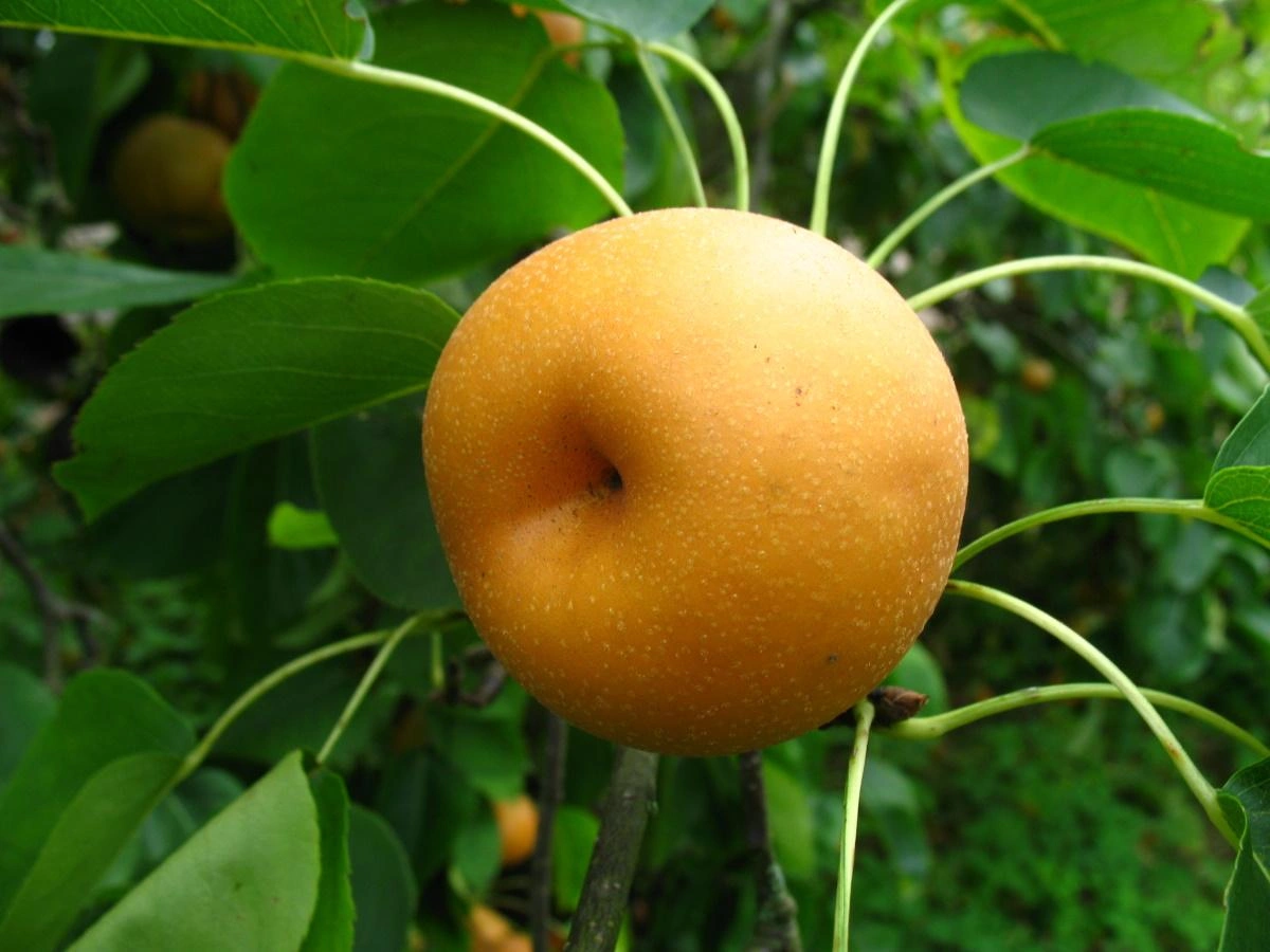 Image Pear Trees