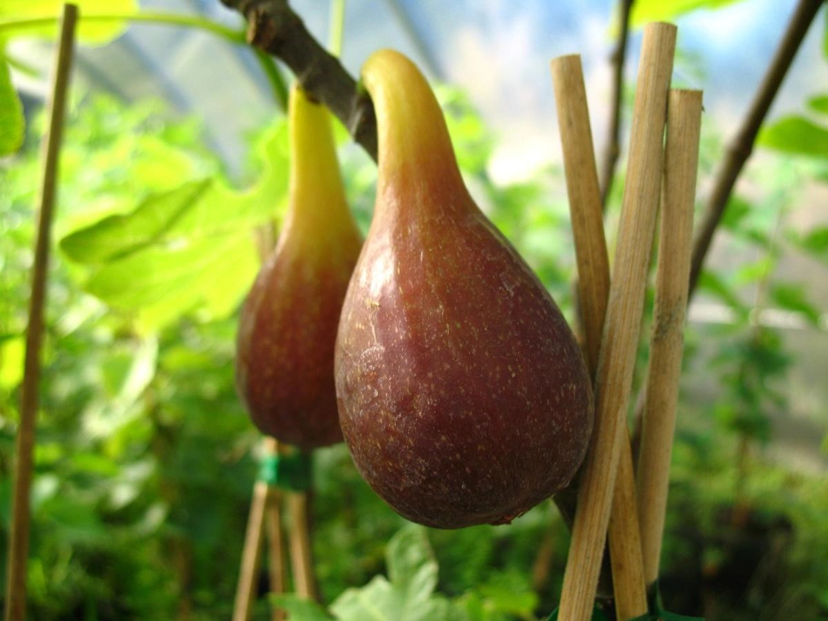Image Fig Trees