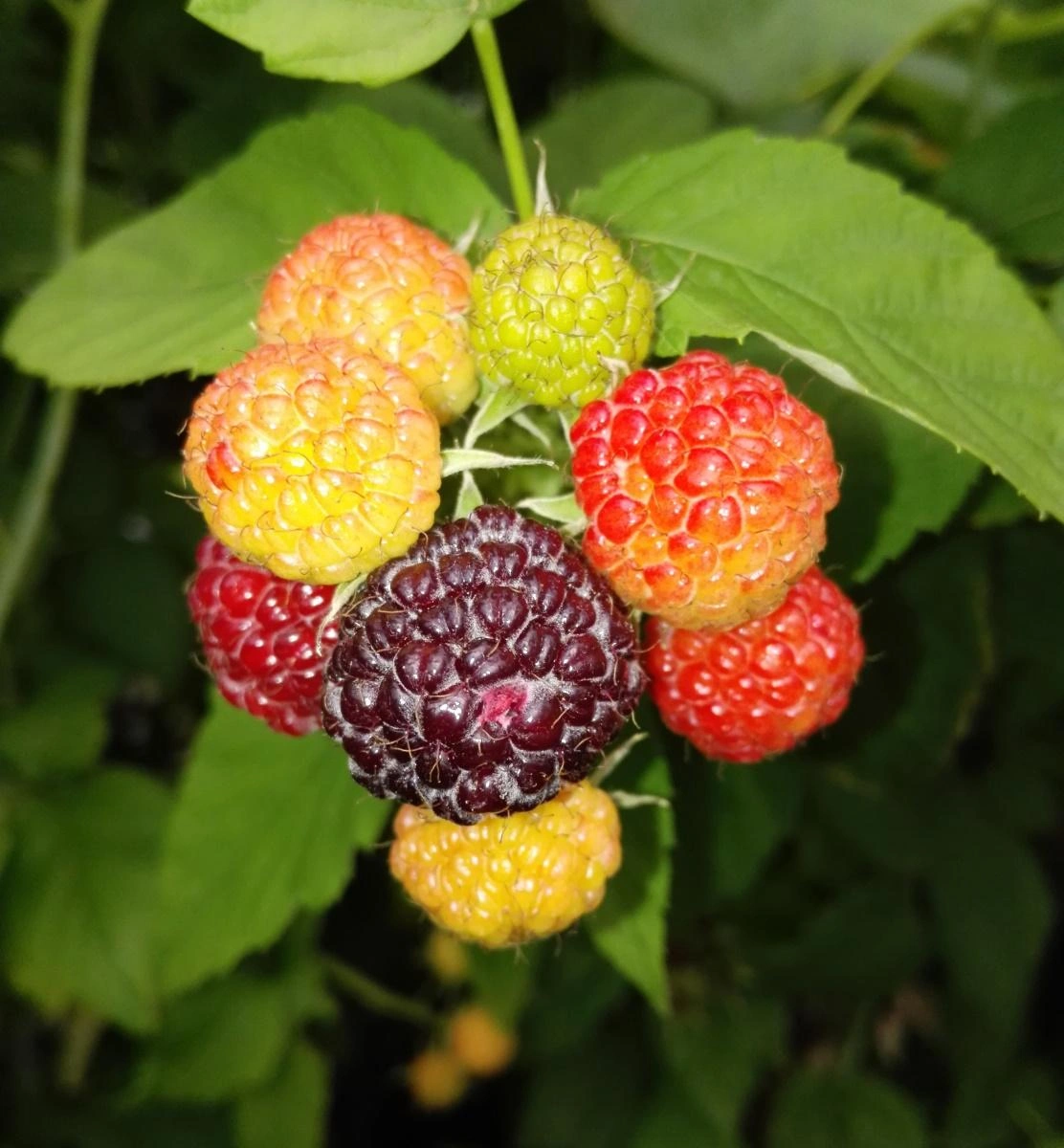 Image Raspberry Bushes