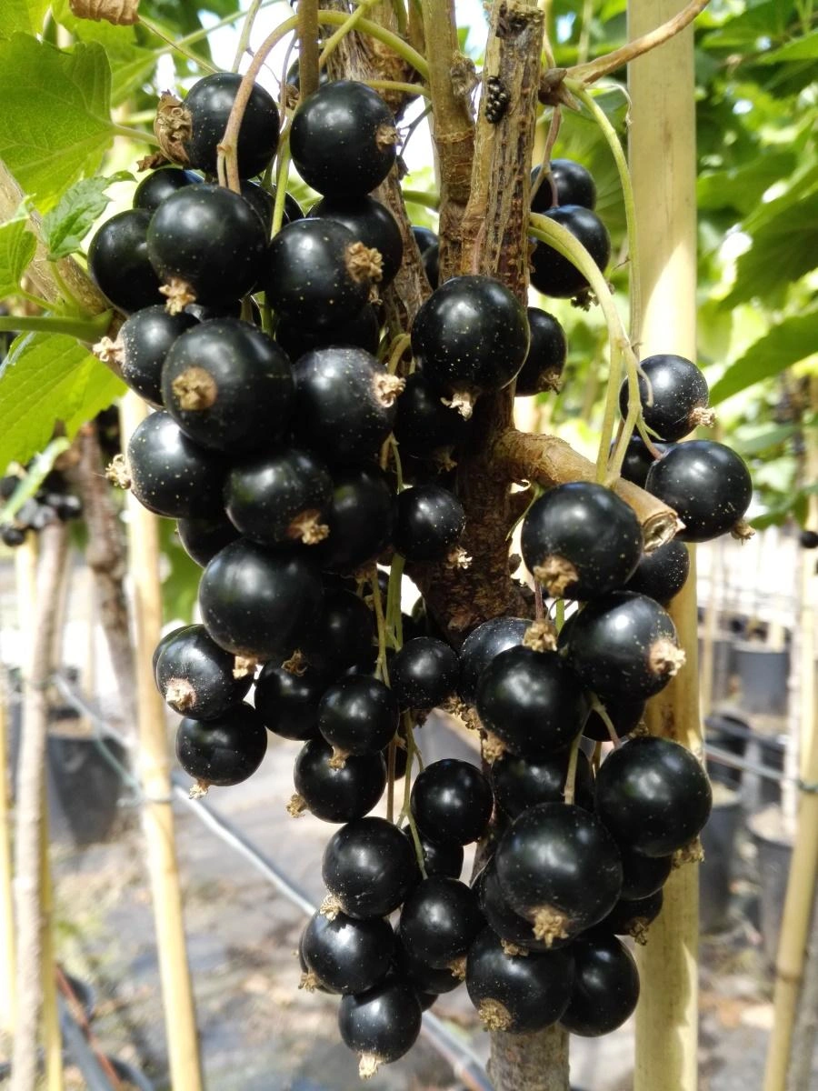 Image Currant Bushes
