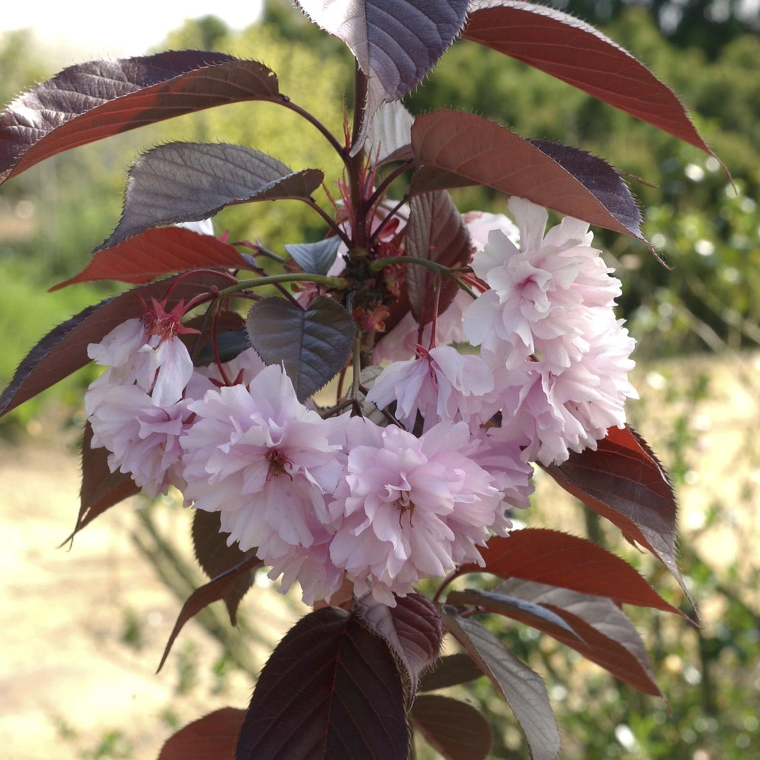 Image Cherry Trees