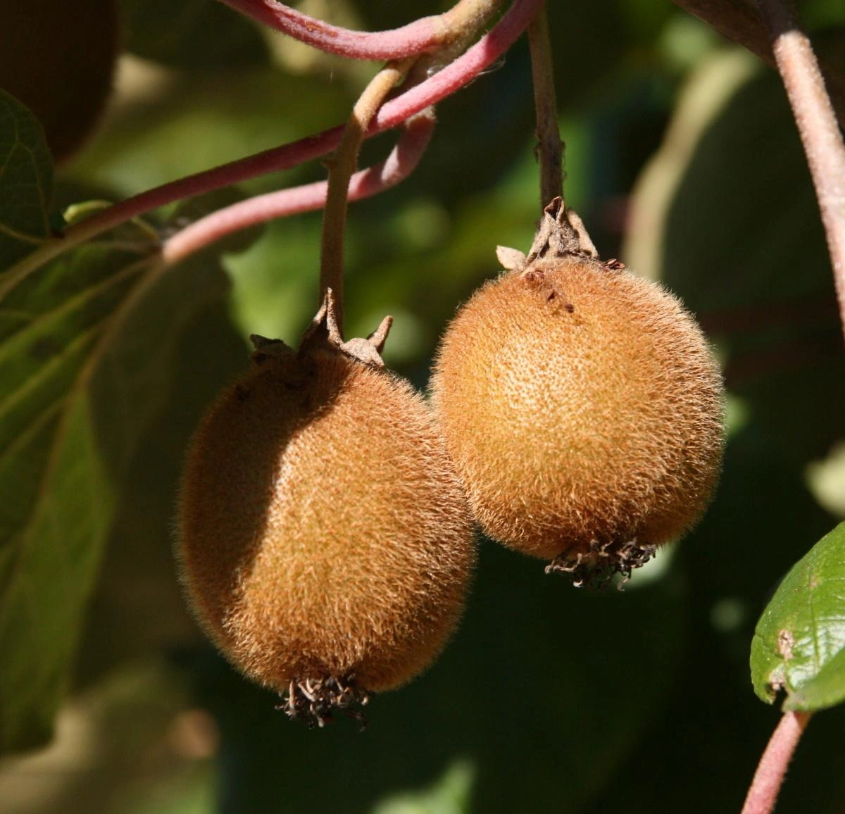 Image Kiwi Bushes