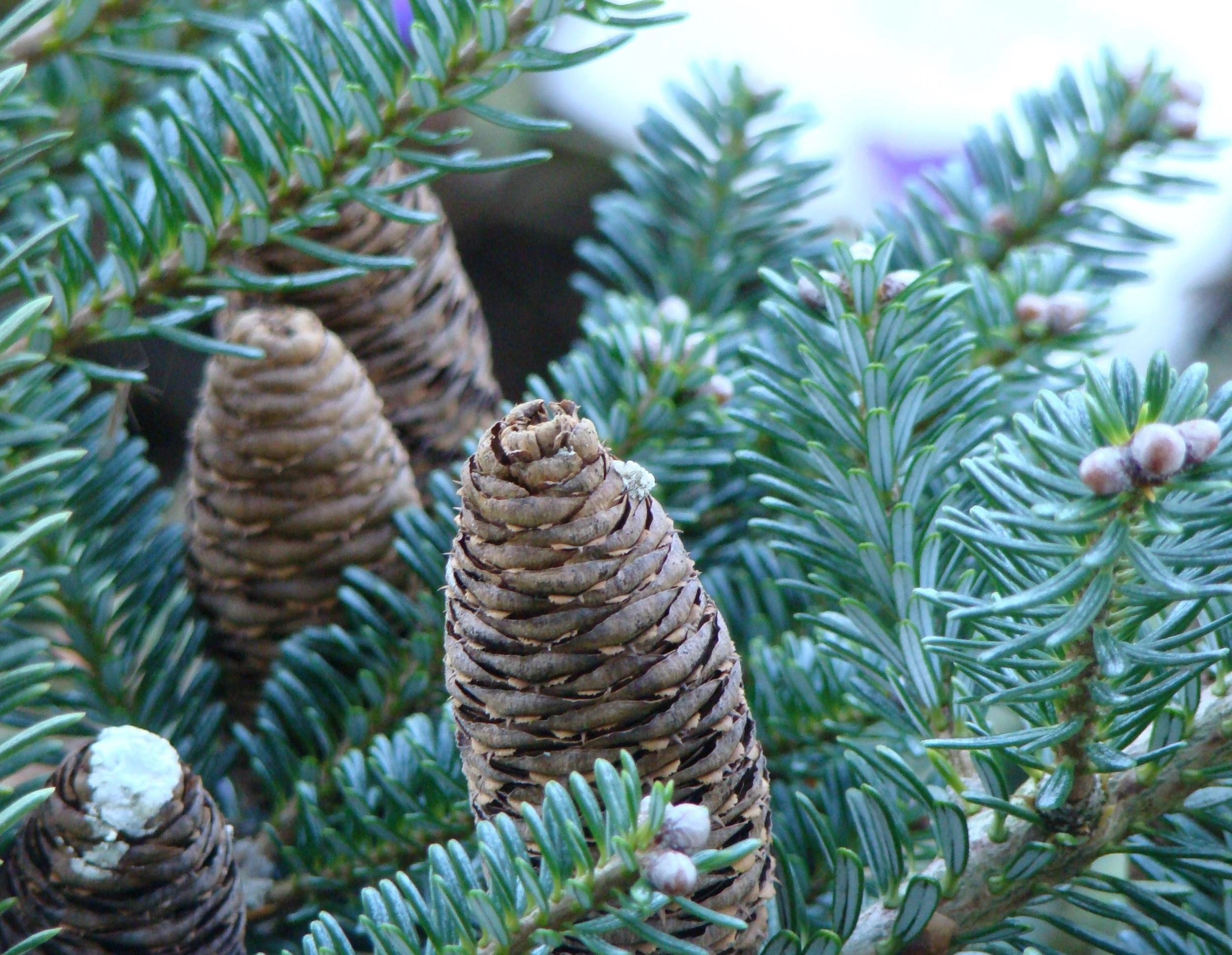 Image Conifers