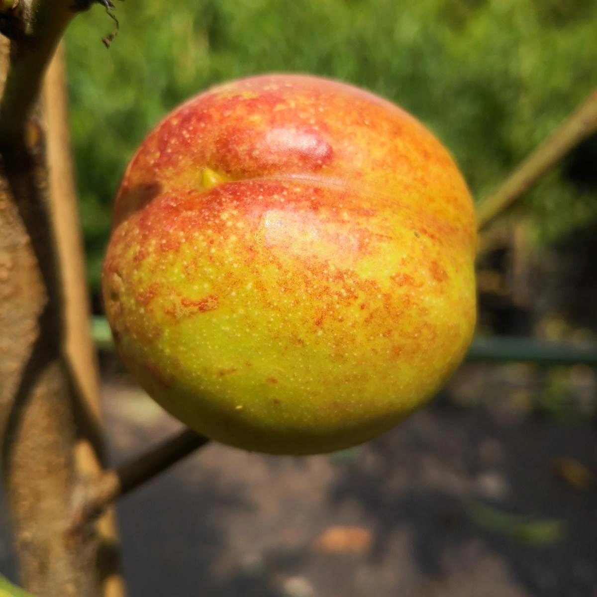 Image Nectarine Trees