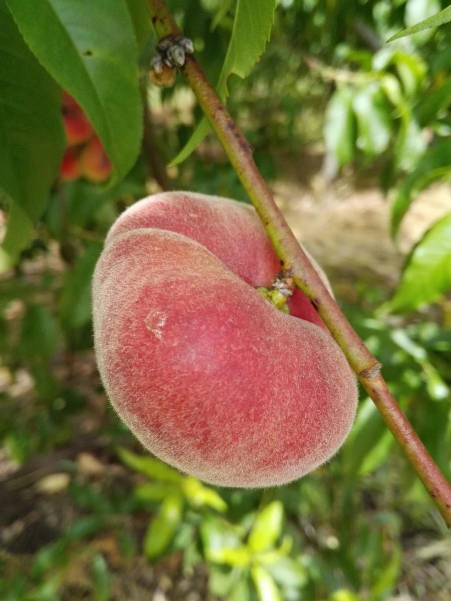 Image Peach Trees