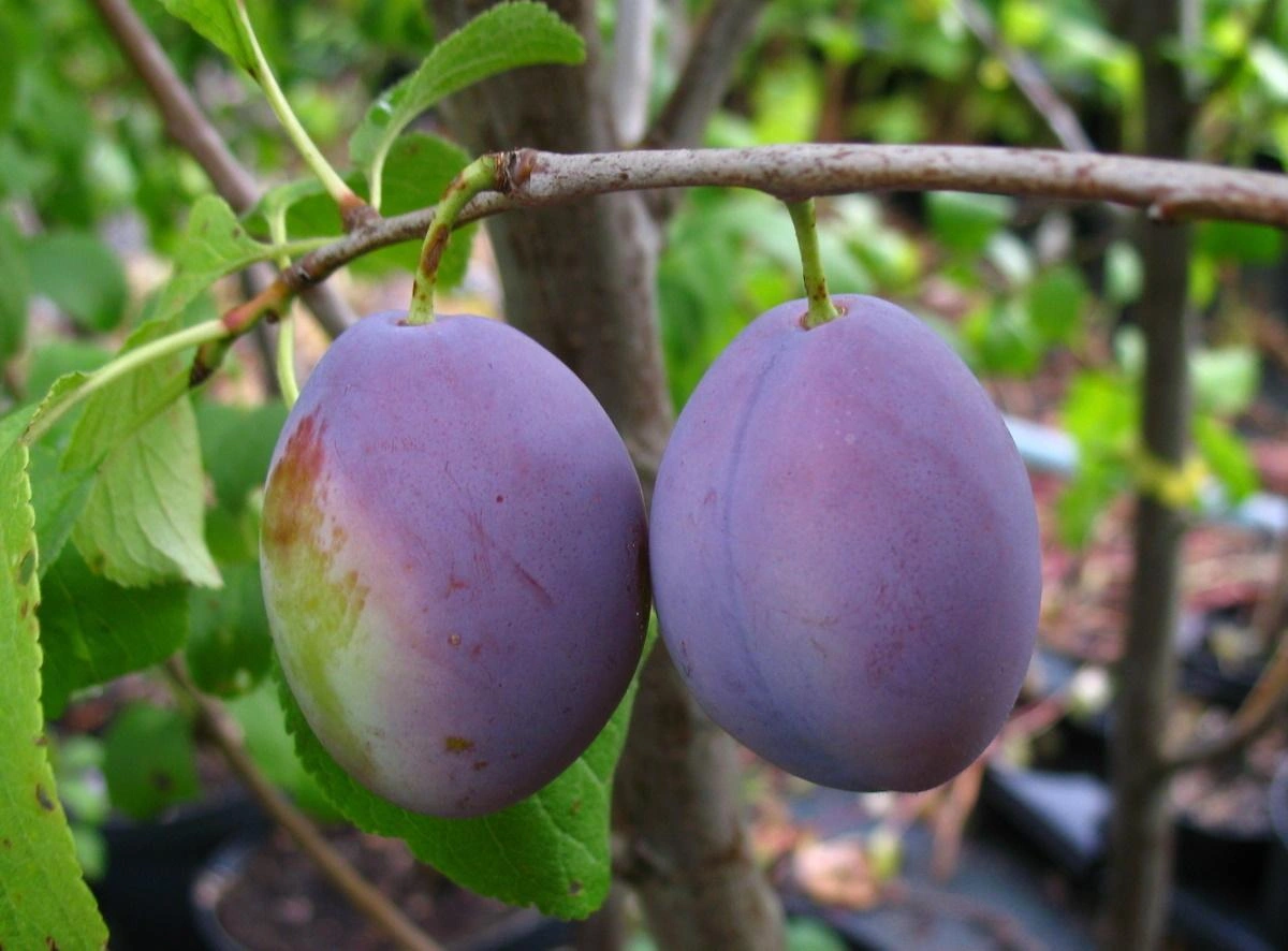 Image Plum Trees