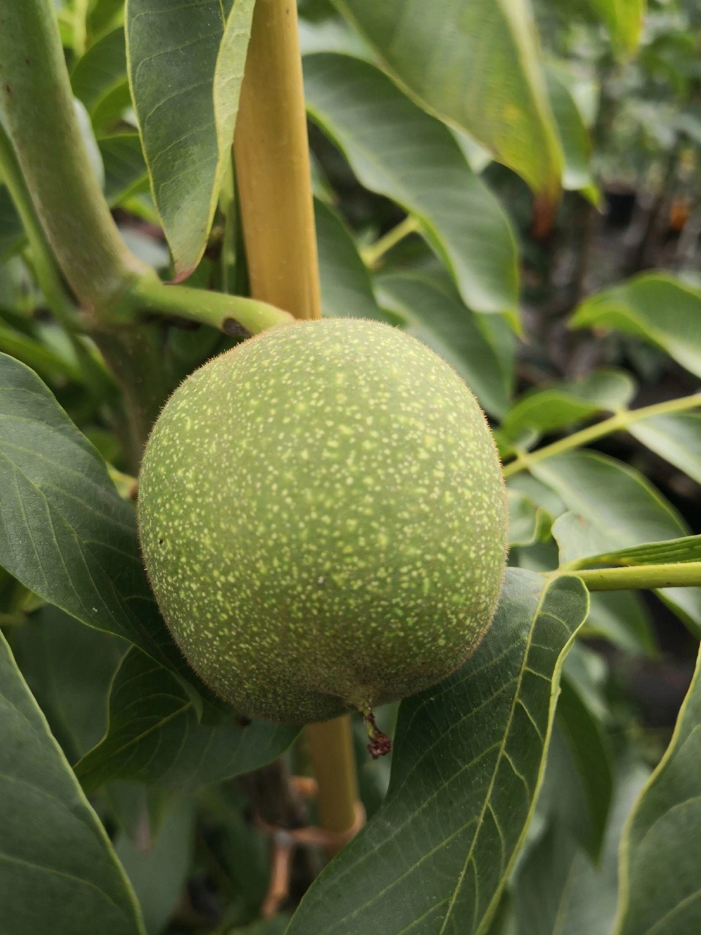 Image Walnut Trees