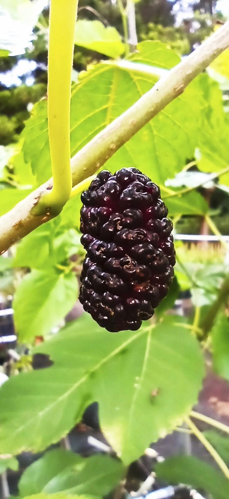 Image Wild Fruit Bushes
