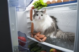 Image Kühlschrank