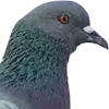 Image Taubenfutter