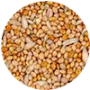 Image Nymphensittich Futter