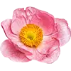 Image Blumensamen