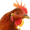 Image Aliment Poule Pondeuse 25 Kg