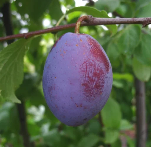 "Plum "Cacaks Schöne" bush, in 10L container, very juicy, easy to stone image"