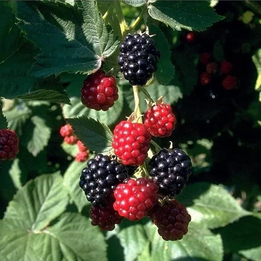 "Brombeere "Chester Thornless", 3,5L-Container image"