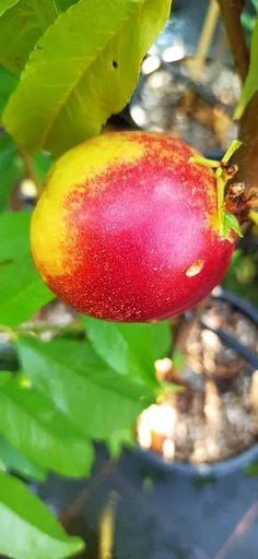 "Nectarine "Fanasia" bush, 10L container, firm, very sweet, medium-sized image"