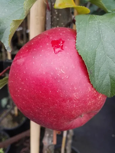 "Apple "Rubinette Rosso" bush, in a 10L container image"