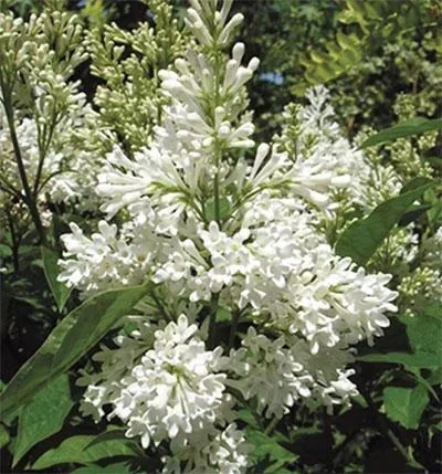 "Botanical Lilac Agnes Smith - Syringa prestoniae - 12 L pot 80-100 cm image"