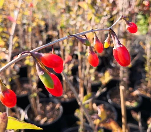 "Goji-Beere "Big Lifeberry", im 3,5L-Container image"