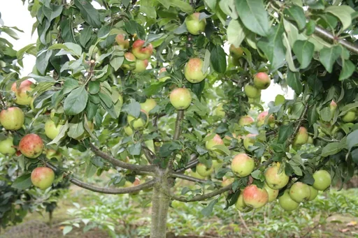 "Dwarf apple "Galina", 7.5L container, firm, juicy and sweet image"