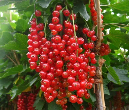 "Red currant "Rovada" bush, in a 3.5L container image"