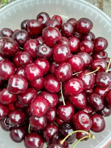 "Sweet cherry "Kassins" half-standard, in a 10L container, aromatic, easy to stone image"