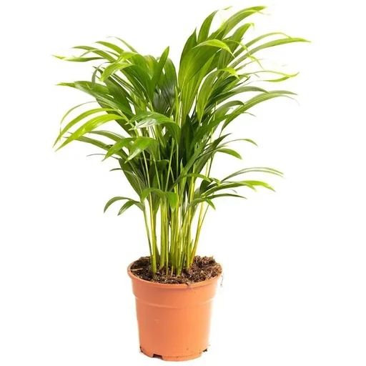 "Flowering Areca Palm - Golden Palm - Dypsis Lutescens Areca - Large - 65-70 cm - 1 plant image"
