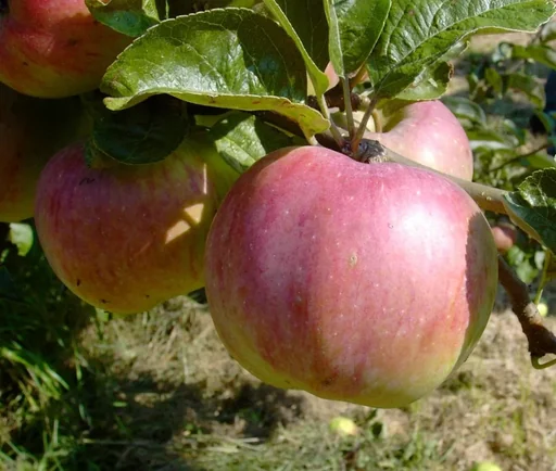 "Apple "Ontario Apple" Spindlebush, in 5L container image"