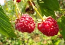 Raspberry "Zefa Autumn Harvest", 3.5L container