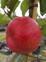 Apple "Topaz" bush, in a 10L container